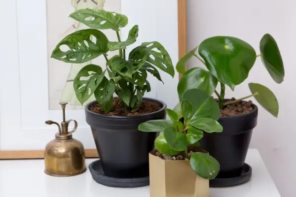 Pilea peperomioides with Monstera obliqua and Peperomia 