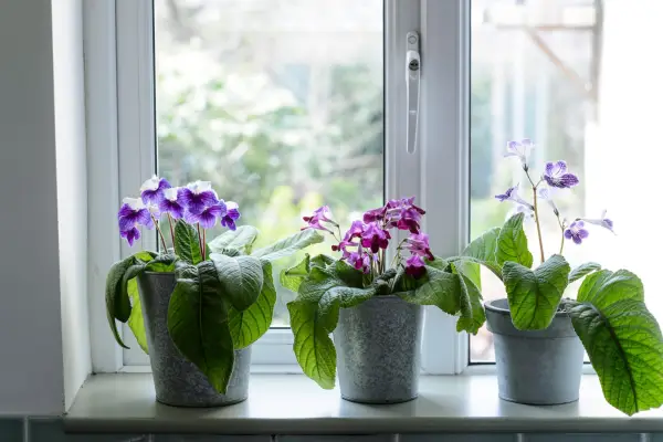 Houseplants for windowsills - streptocarpus