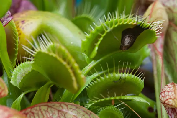 Houseplants for windowsills - Venus fly trap