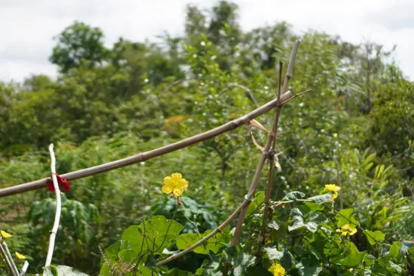 Loofah plant growing outside. Getty Images