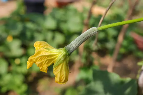 Immature loofah growing behind its flower. Getty Images