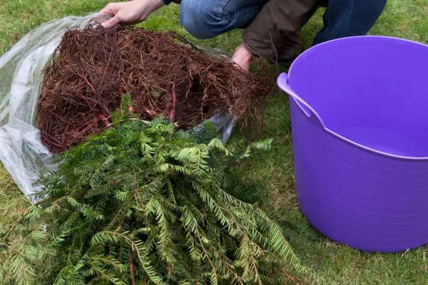 How to plant a hedge - unwrapping bare-root plants