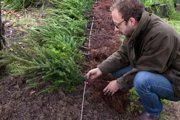 How to plant a hedge - setting out a string line