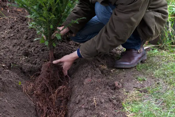 How to plant a hedge - planting the bare-root yew