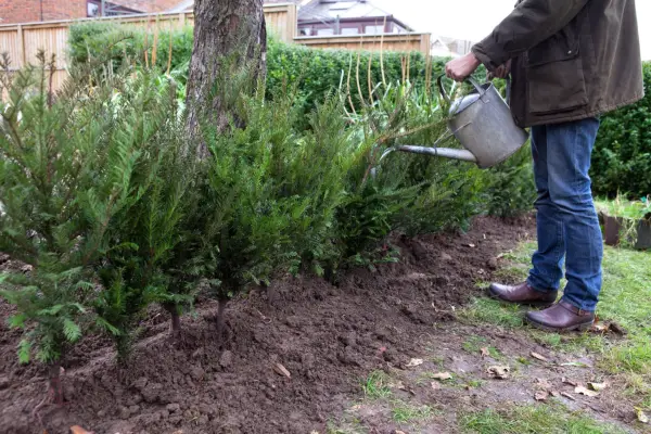How to plant a hedge - watering the hedge