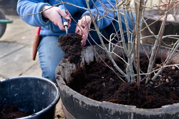 Adding compost to the pot