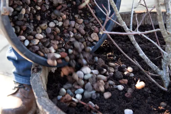 Adding pebbles to the container