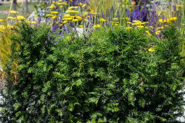 Yew Taxus baccata