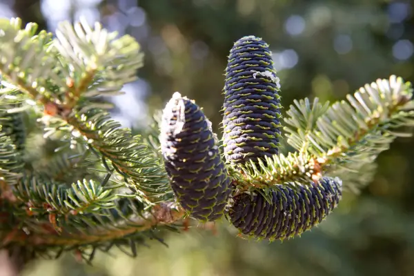 Korean fir, Abies koreana