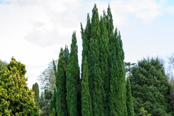 Chamaecyparis lawsoniana 