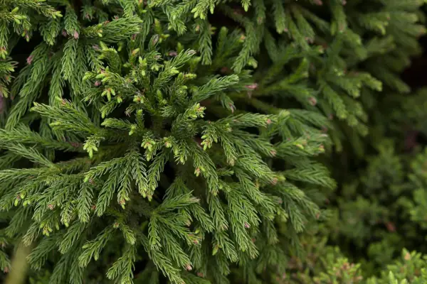 Cryptomeria japonica (Japanese cedar)