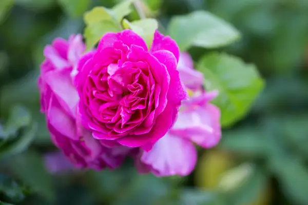 Rosa 