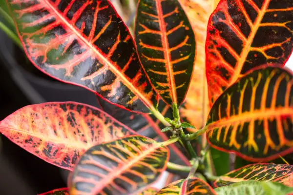 Croton leaves. Getty Images