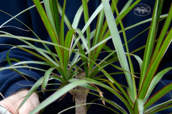 Dracaena marginata