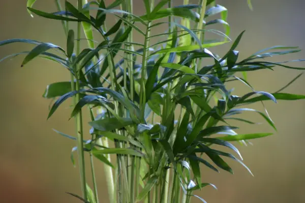 Areca palm. Getty Images