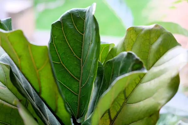 Fiddle leaf fig Ficus lyrata