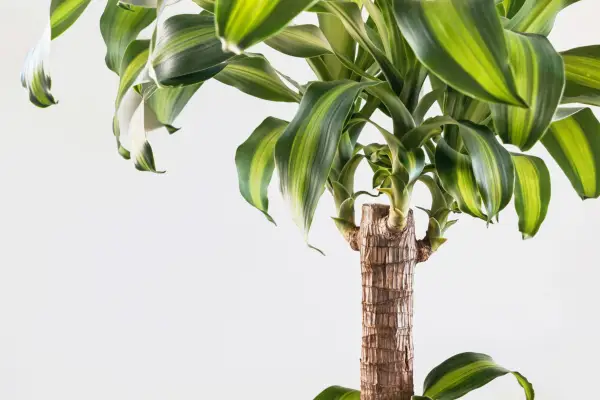 Dracaena fragrans. Getty Images