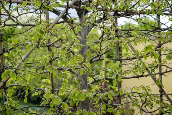 Pleached hornbeam trees