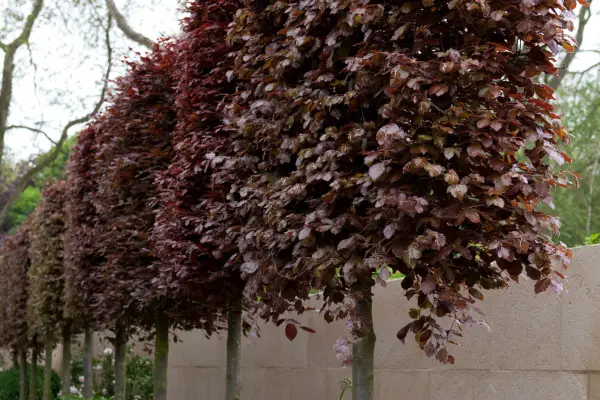 Pleached beech trees