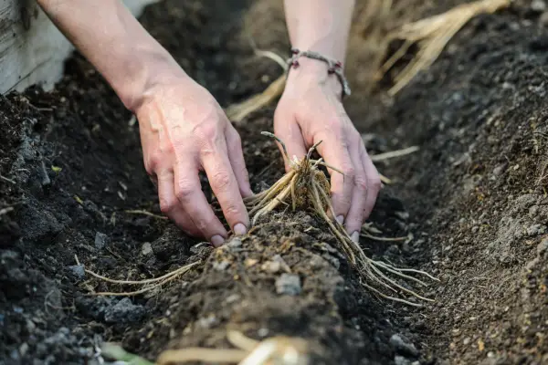 How to grow asparagus - planting asparagus