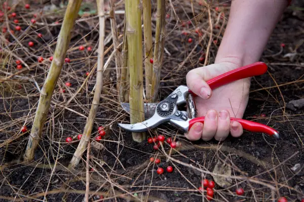 How to grow asparagus - tending asparagus