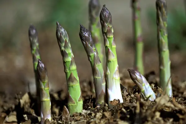 How to grow asparagus - varieties to try