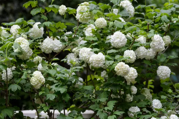 How to grow guelder rose - where to grow guelder rose