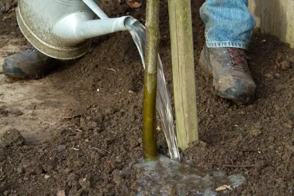 Watering in the tree before mulching