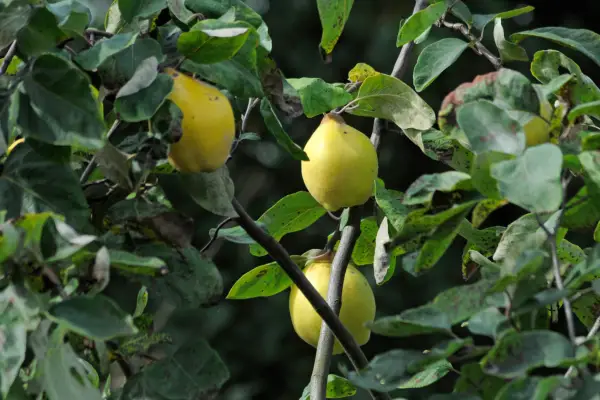 Quince tree