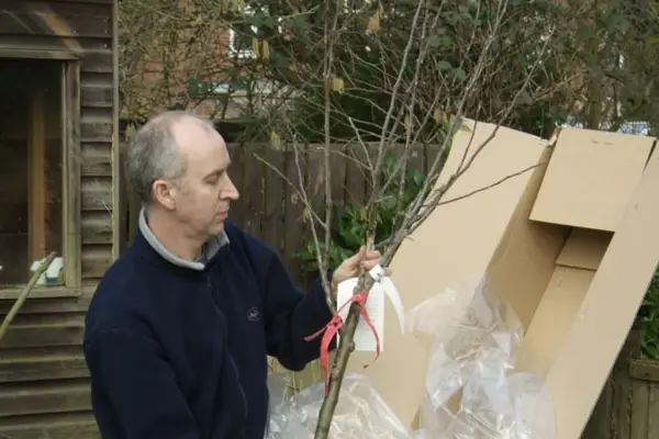 Checking over the fruit tree