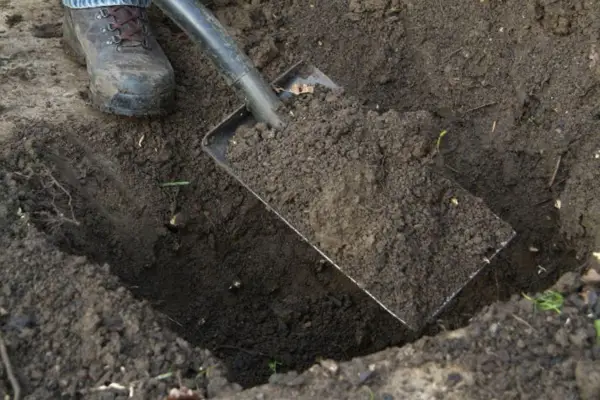 Digging the planting hole