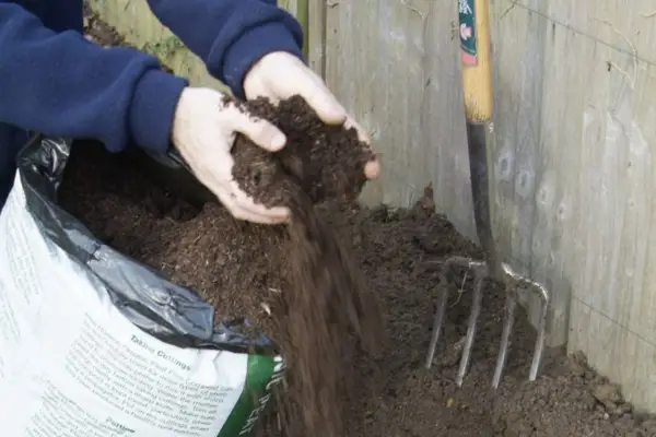 Adding compost to the base of the hole
