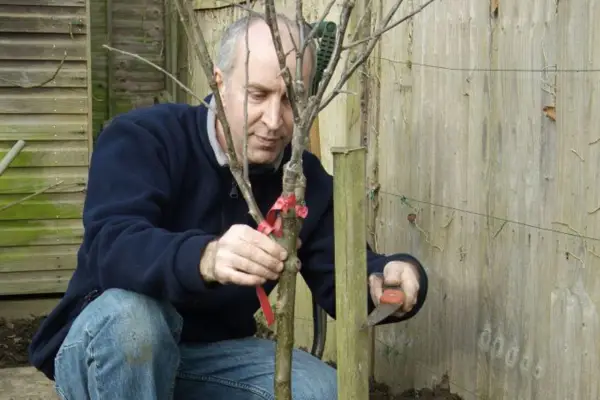 Hammering a stake firmly into the hole