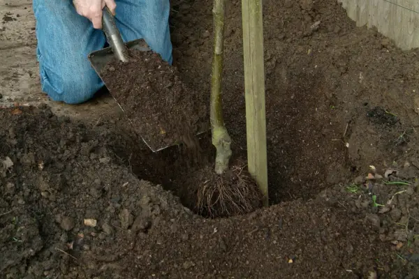 Filling around the roots with improved soil
