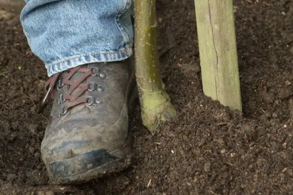 Firming the soil in around the roots