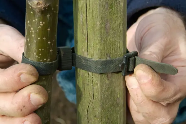 Attaching the tree and stake together with a tree tie