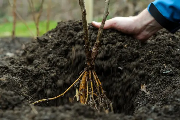 How to plant a shrub - placing the rootball in the hole
