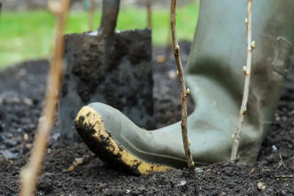 How to plant a shrub - using boots to fill air holes