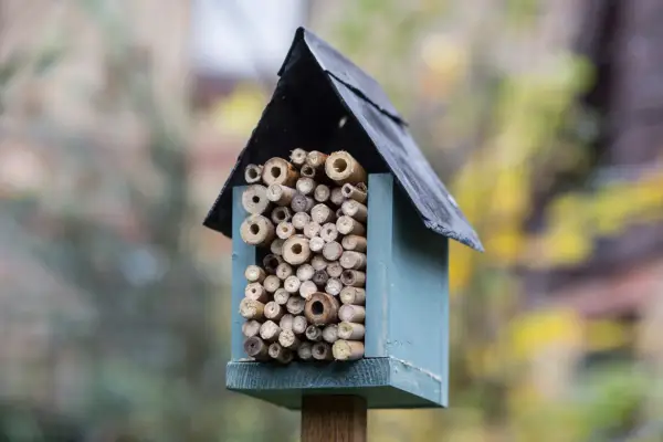 Erect a bee hotel