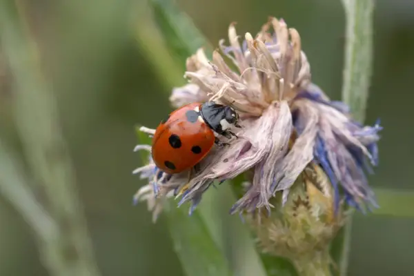 Leave habitats in place