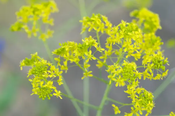 Brassica flowers