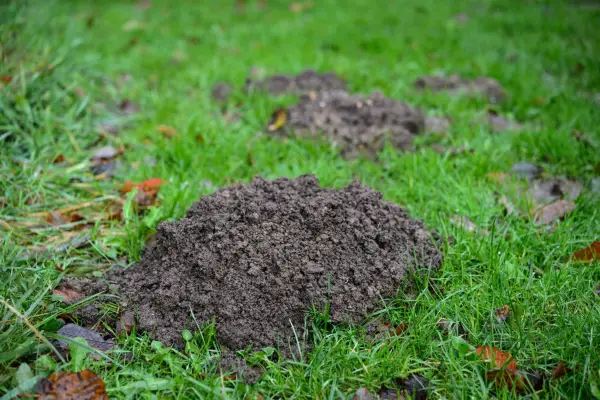 Molehills - freshly dug mounds of earth - in a lawn