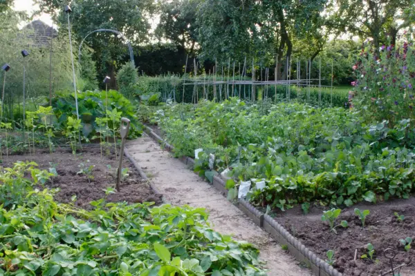 10 façons de travailler avec la nature sur le patch de légumes