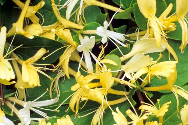 Lonicera japonica 