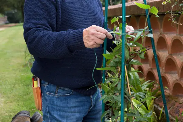 Planting Lonicera henryi