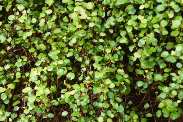 Best evergreen climbers: Maidenhair vine, Muehlenbeckia complexa / Getty Images