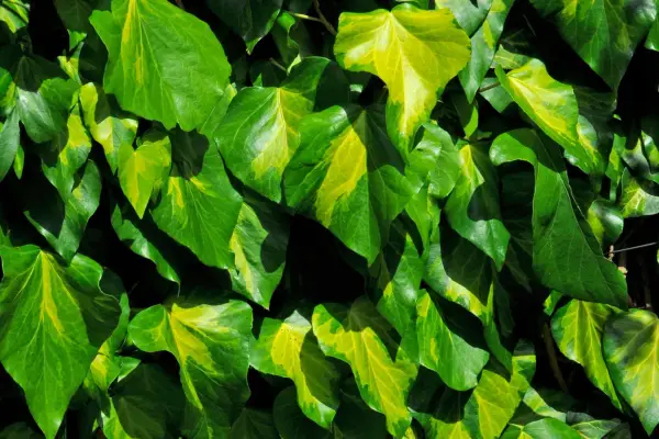 Best evergreen climbers: Hedera colchica 