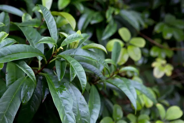 Best evergreen climbers: Hydrangea seemanii