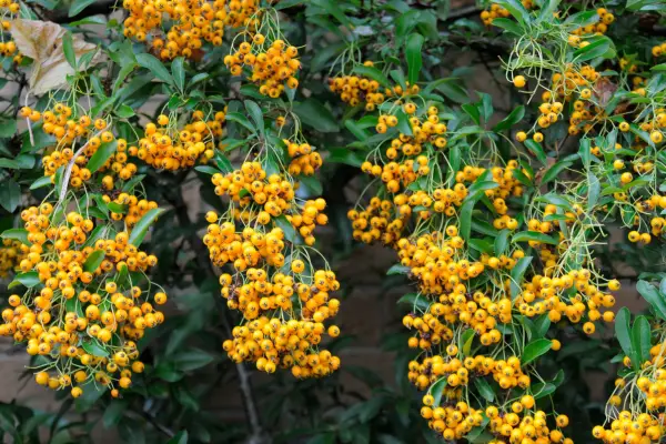 Best evergreen climbers: Pyracantha