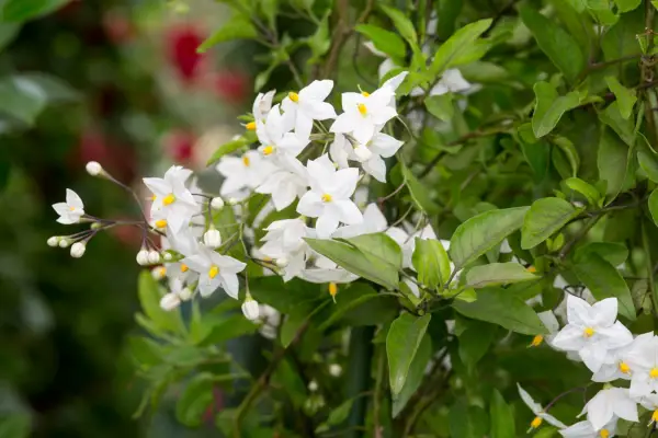 Best evergreen climbers: Solanum laxum ‘Album’